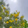 rismanurinda