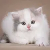 frainsya01