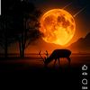 jamby6313