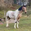 budalohorse