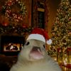 whistlinwisky