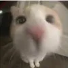 dblegendsdude11
