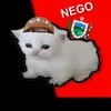 gatinho_da_paraiba