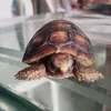 tortuguita12468