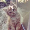ghayou_tt