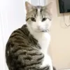 wasimeblfaihe