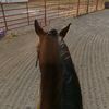 missythehorse911