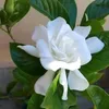 63u33h33heh3vrvf