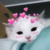 meowy10928
