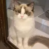 kutinggalorecattery