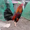 traigatruongphat