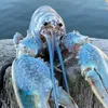 blue.fucking.lobster