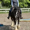 only_horses_content