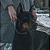 dobies_ontop