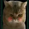 miau20242