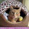 _gingeralice713