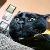 sir_finnias