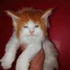 mittens_1110
