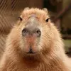 wecapybara