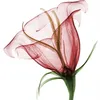fatih_omy
