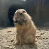 opknn1