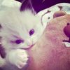 glxsyy_ja4