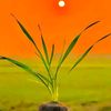 pind561