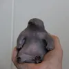 osarunojooge