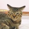 catshop63
