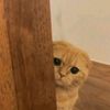 vaww_vaww