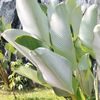 tulipp_780
