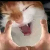 boycodon_timgirlnhagiau