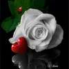 nury_dll1
