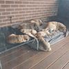 kodawithdogs