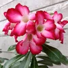athaya_qolby