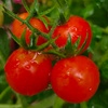 tomato_cherry82