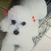 peppinhadog
