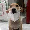 nngoccutii.s1nhes