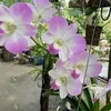 thuong0688