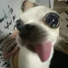 siatralalerotralala