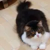 miashayang
