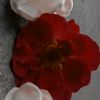 hadi.idrees