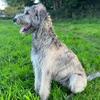 irishwolfhound_austonley