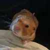 timmytheboi