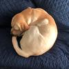 donut._.dog