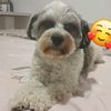 gradinarul_ionel