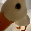 duck_user56