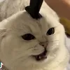 tielikefishgoat