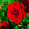 rose7seven