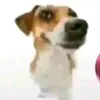 unapiba_normal
